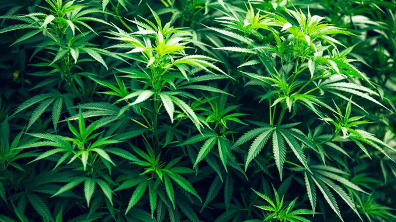 Cannabis plants (illustrative)