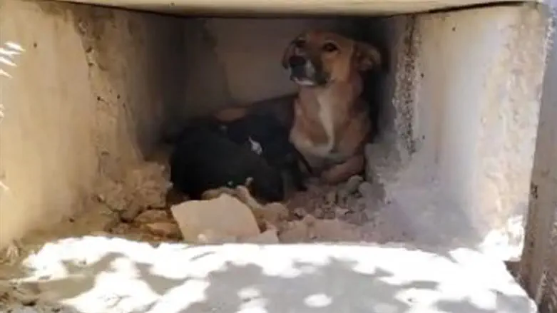Dog resting in burial cave