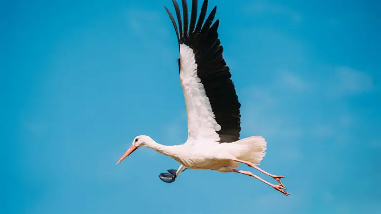 White Stork