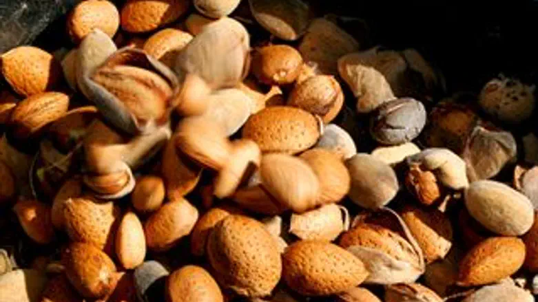 גם זה חיסון. שקדים