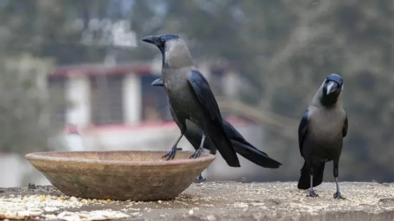 עורבים הודיים