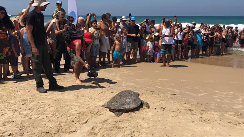 הצבים חוזרים לים