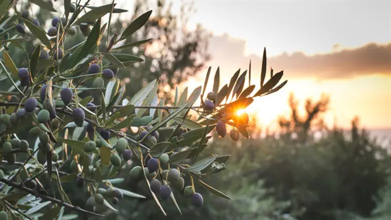Olive grove