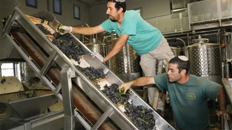 Wine-making in Judea and Samaria