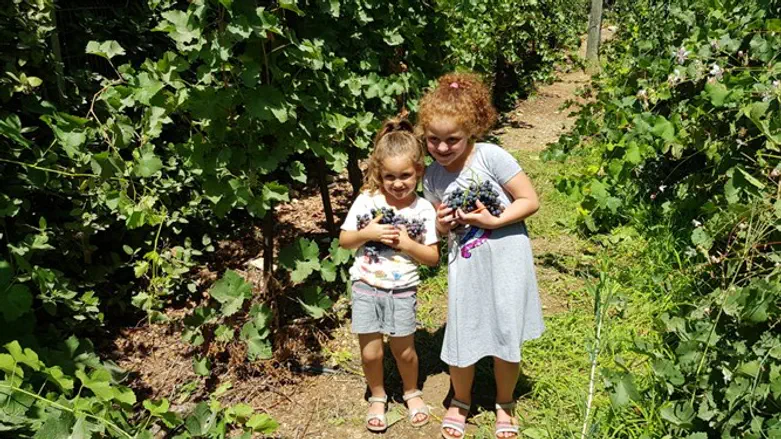 פסטיבל הבציר