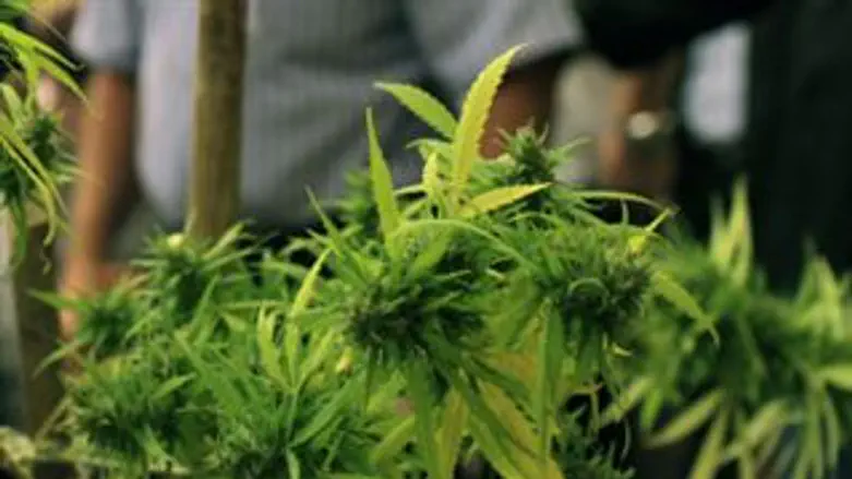 גידול רפואי לקראת הסדרה