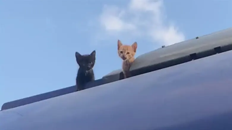 מייללים על הגג