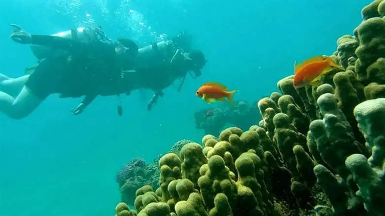 להמשיך ולשמור עליה. השונית במפרץ אילת