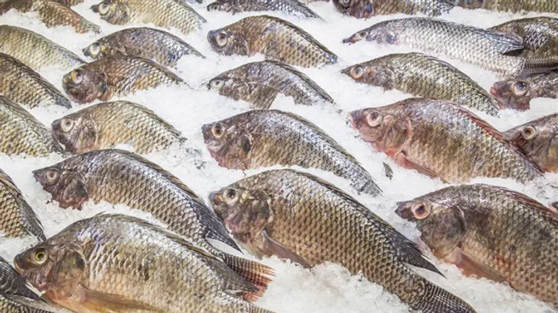 Frozen tilapia (illustrative)