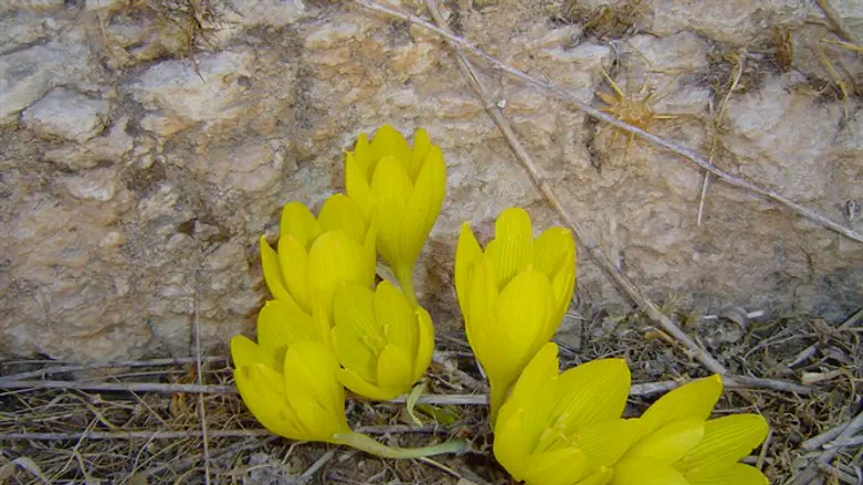 חלמוניות בגולן