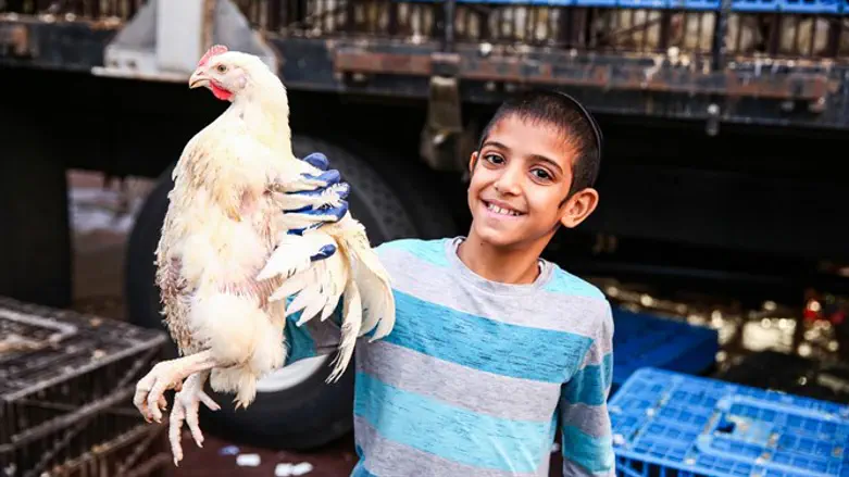 Обряд капарот в Бруклине