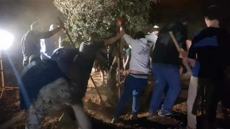 Жители Элазара пересаживают растения