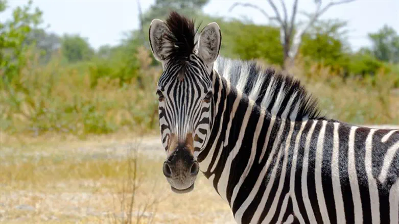 Zebra