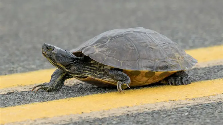 Yellow-bellied Slider Turtle