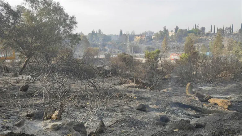 נזקי השריפה הגדולה ביער בן שמן
