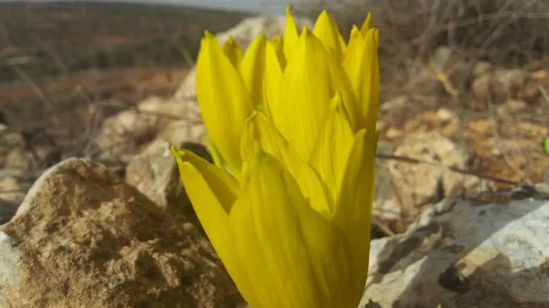 פסטיבל חלמוניות