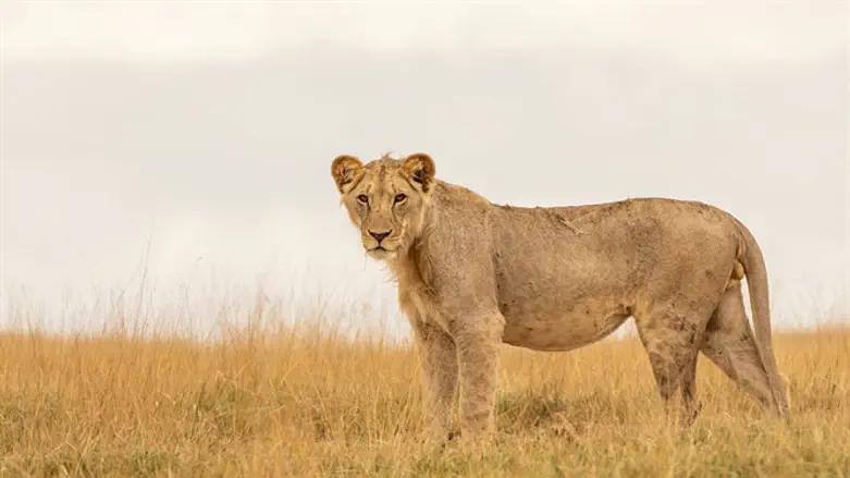 המאבטח האישי שלכם?
