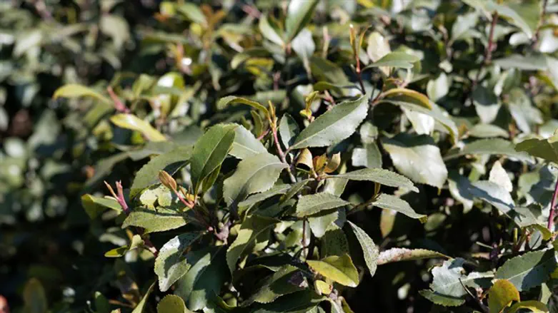 Khat