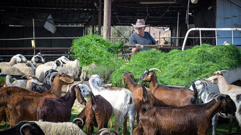 להתחיל מבראשית בגיל חמישים. אבי טסלר בחווה במושב ארגמן