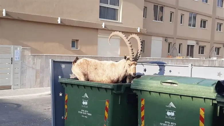 מרגישים בנוח בסביבה העירונית. יעלים ברחוב במצפה רמון