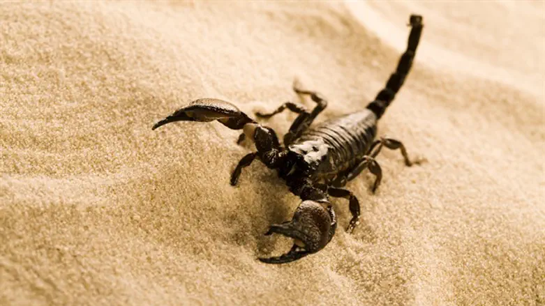 Scorpion