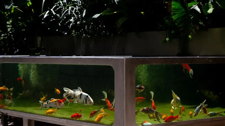 האקווריום המיוחד