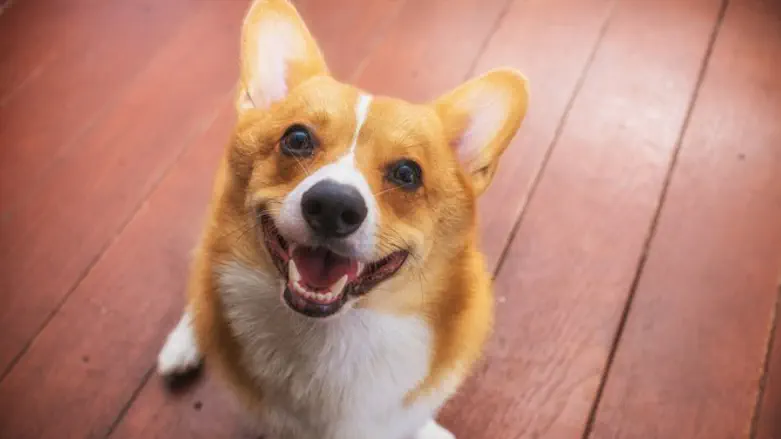 אז מה בדיוק רצית?