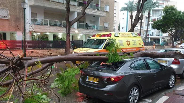 Tree collapses on street (archive)
