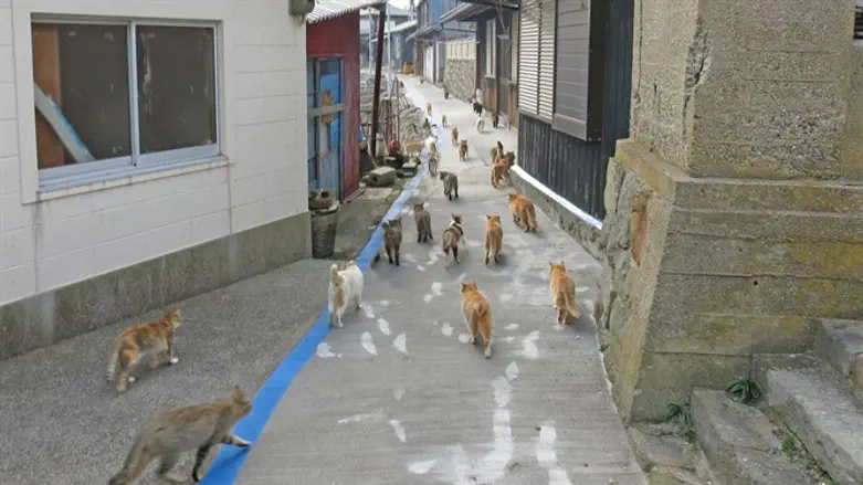 בקושי בני אדם, רק חתולים