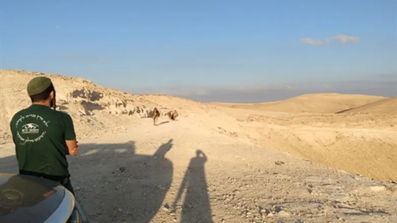 מתנדבי ארגון השומר