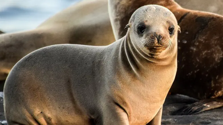 Морской лев. Иллюстрация