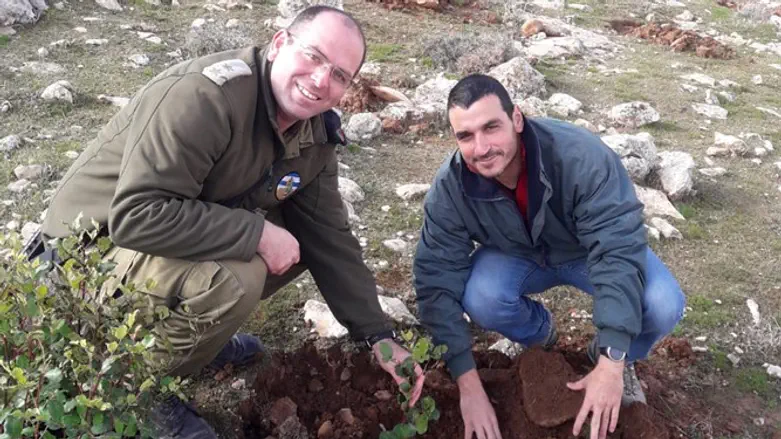 נטיעת עצים בהר חברון