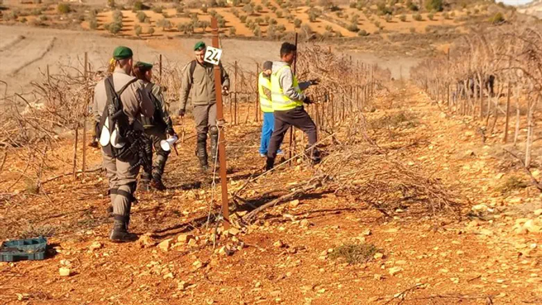 "צו שימוש מפריע" מופעל רק באזורי יו"ש ורק נגד יהודים. עקירת הכרם ליד עדי עד