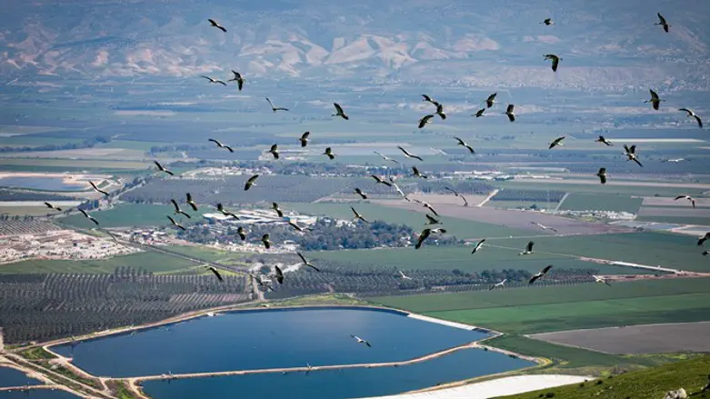 Storks fly over Beit Shean Valley in northern Israel