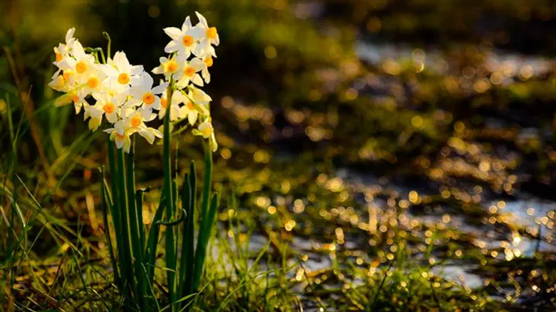 נרקיסים באחו נב