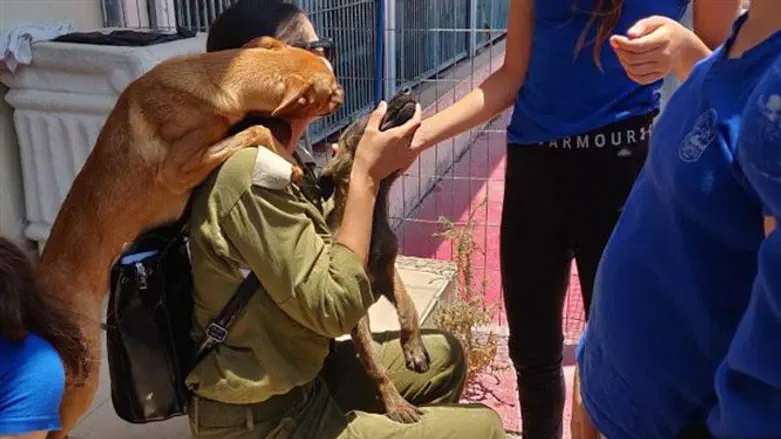 הוטרינר הצעיר של פיקוד דרום