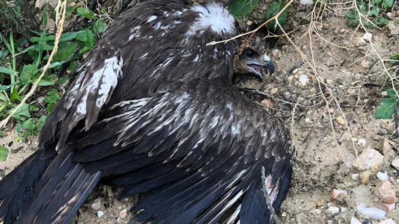 הציפור שנמצאה בשטח