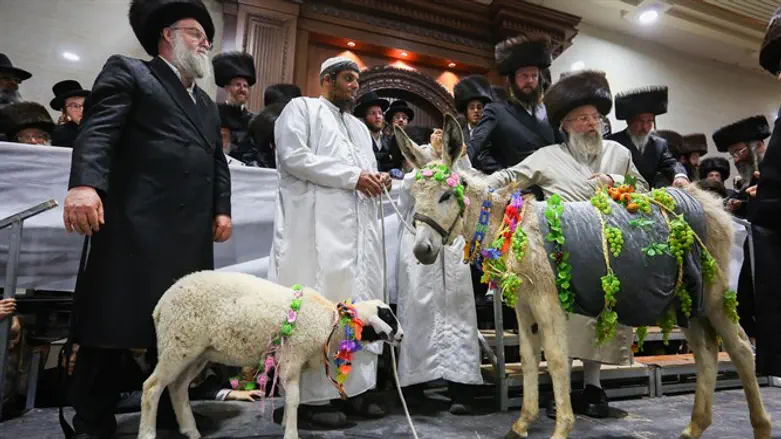 מצווה שקיומה חוצה מגזרים. טקס פדיון פטר חמור בחסידות צאנז, נתניה
