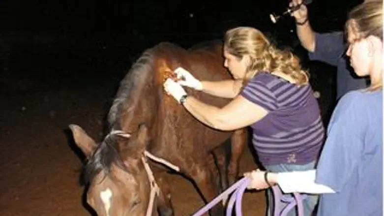 הסוסה הפגועה ורופאות משרד החקלאות