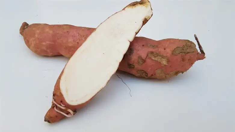 בטטות לבנות - זן זושו