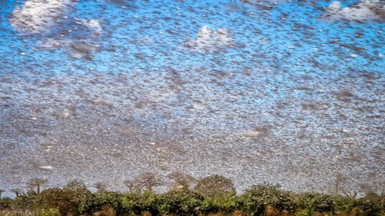 כיסו את השמיים