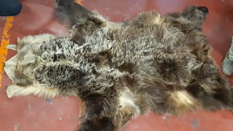 פרוות הדב שנתפסה בחבילה 