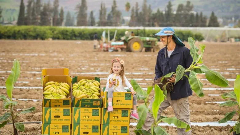 פסטיבל הבננה