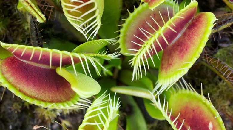 זהירות עם האצבעות