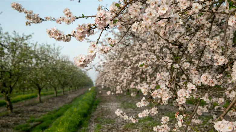 השקדיה פורחת. מטע שקדים