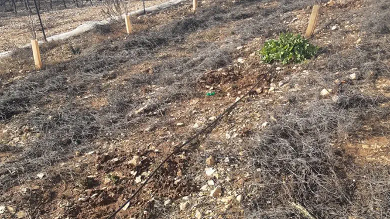 המטע שנגדע
