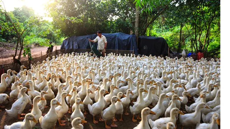 בדרך למלחמת הארבה הבאה?