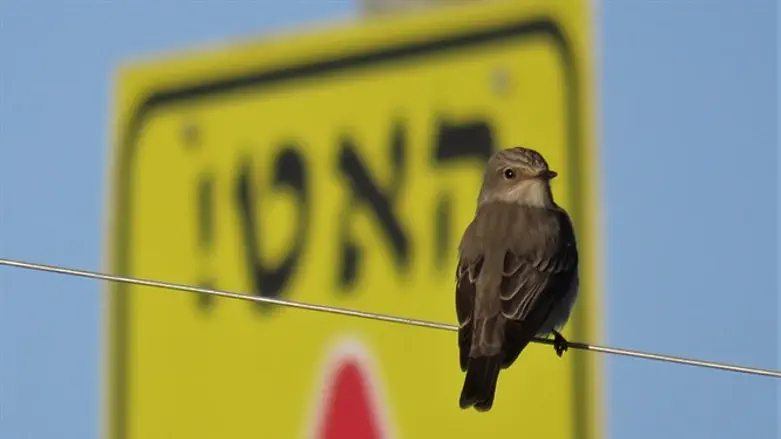 124 מיני ציפורים
