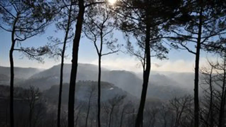 הכרמל החרוך