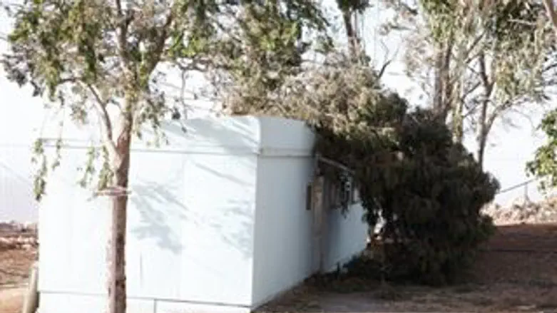 העץ שקרס ביצהר